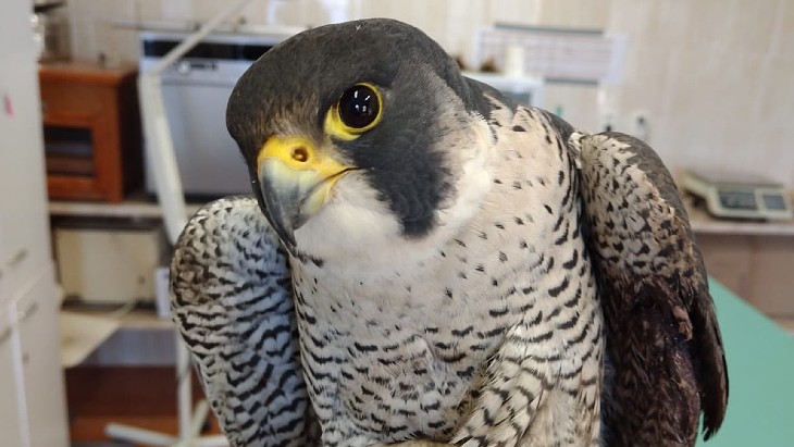 Peregrine falcon from Czech nuclear plant being cared for after shooting