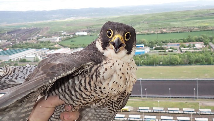In pictures: ČEZ's peregrine falcons