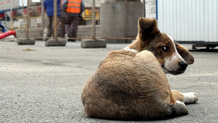 Chernobyl's stray dogs population tackled