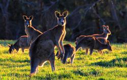 Kangaroos (Barryspics)